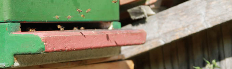 xbienen_slide
