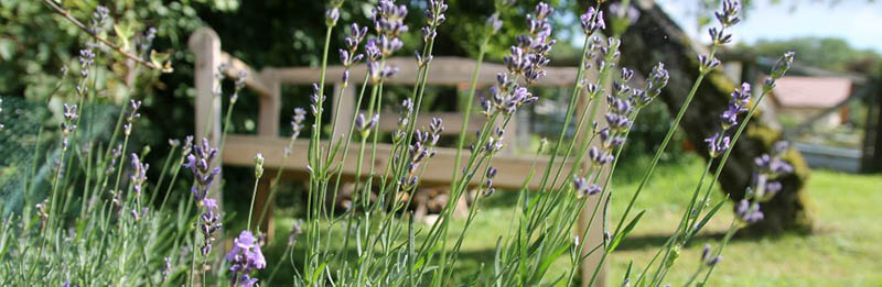 lavendel